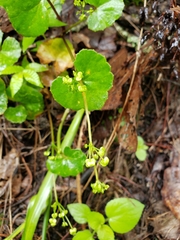 Micropleura renifolia