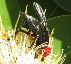Bromophila caffra