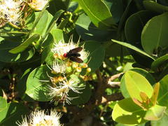 Bromophila caffra
