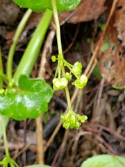 Micropleura renifolia
