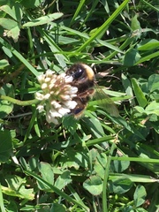Bombus