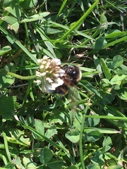 Bombus