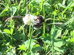 Bombus