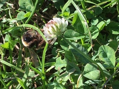 Bombus