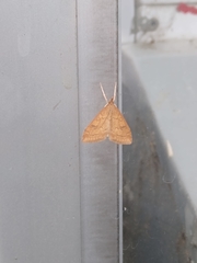 Udea rubigalis