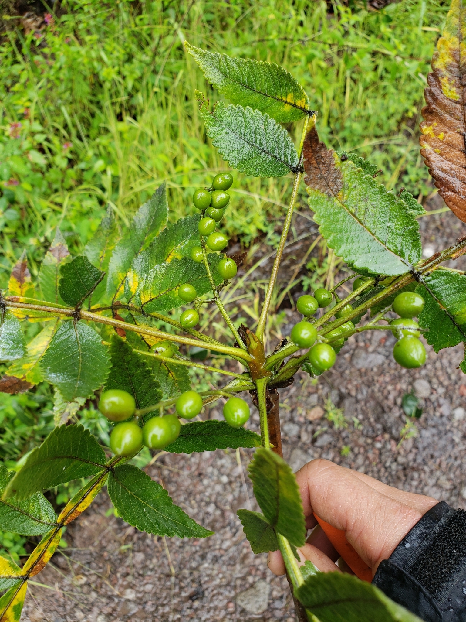 Bursera hintonii Bullock 2