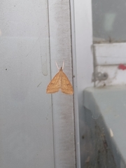 Udea rubigalis