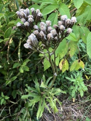 Syneilesis hayatae