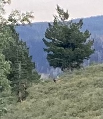 Cervus canadensis canadensis