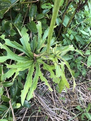 Syneilesis hayatae