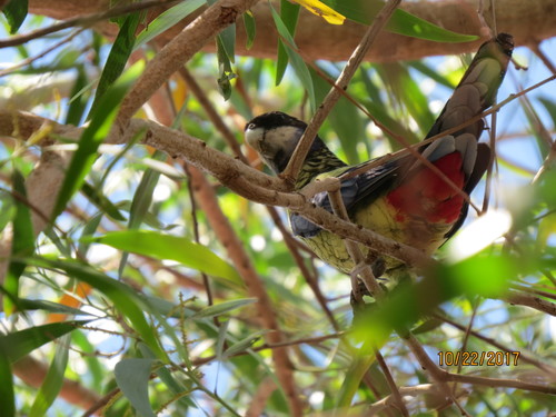 Platycercus venustus