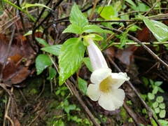 Achimenes glabrata