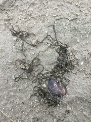 Nostoc flagelliforme