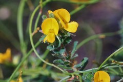 Pultenaea rostrata