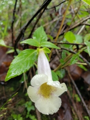 Achimenes glabrata