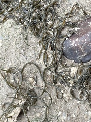 Nostoc flagelliforme