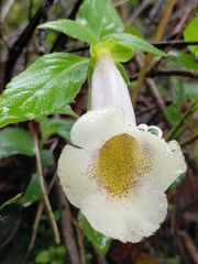 Achimenes glabrata
