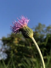 Cirsium lineare