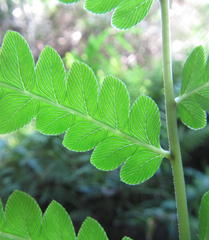 Pityrogramma calomelanos aureoflava