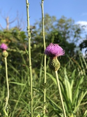 Cirsium lineare
