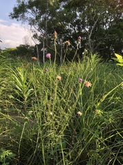 Cirsium lineare