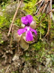 Pinguicula moranensis