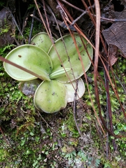 Pinguicula moranensis