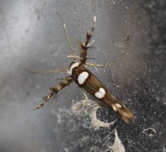 Stathmopoda triselena