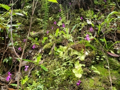 Pinguicula moranensis