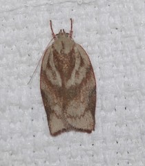 Euchaetis