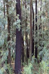 Eucalyptus sideroxylon sideroxylon
