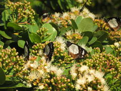 Amauris ochlea ochlea