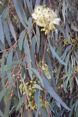 Eucalyptus sideroxylon sideroxylon