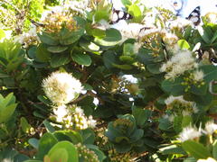 Amauris ochlea ochlea