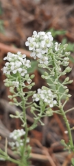 Lepidium cardamines