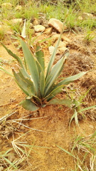 Ledebouria marginata
