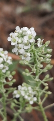 Lepidium cardamines