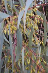 Eucalyptus sideroxylon sideroxylon