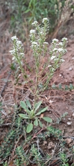 Lepidium cardamines