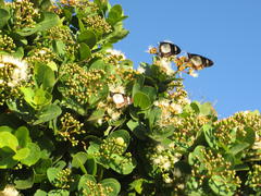 Amauris ochlea ochlea