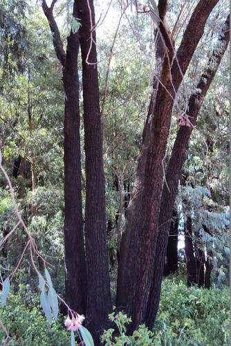 Eucalyptus sideroxylon