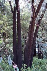 Eucalyptus sideroxylon sideroxylon