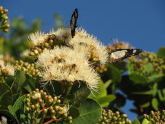 Amauris ochlea ochlea