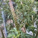 photo of Tropical Pokeweed (Phytolacca icosandra)
