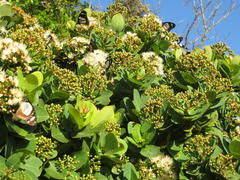 Amauris ochlea ochlea