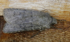 Euxoa comosa
