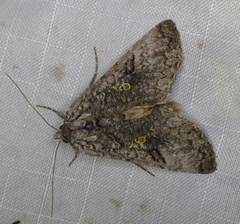 Syngrapha viridisigma