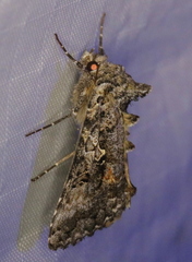 Syngrapha octoscripta