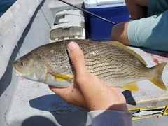 Umbrina roncador