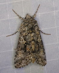 Syngrapha octoscripta